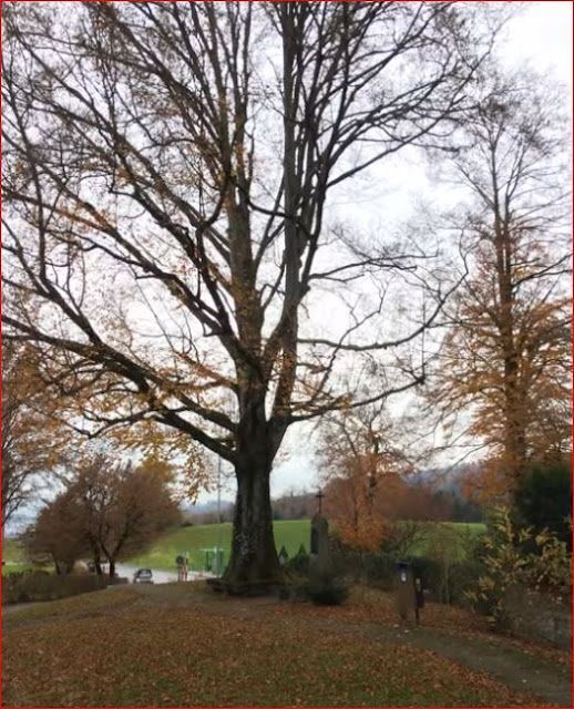 The Holy Beech near Seeburg, Meggen