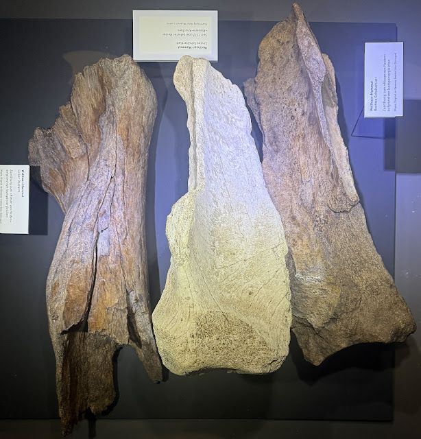 Bones of the Giant of Reiden, Nature Museum Lucerne