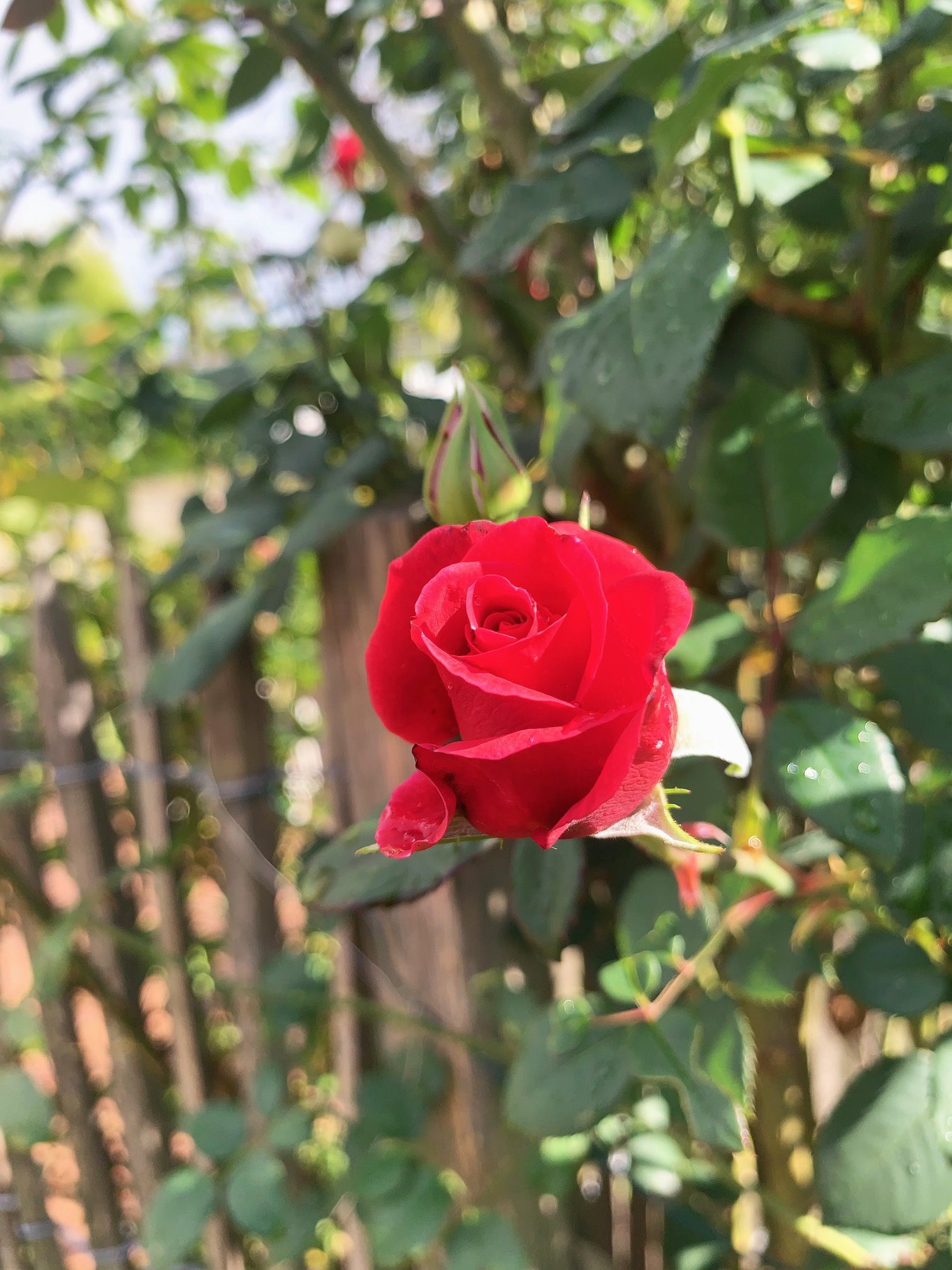 Tinyhouse Bamberg, Garten mit Rosen TINYHOUSE EMMA 