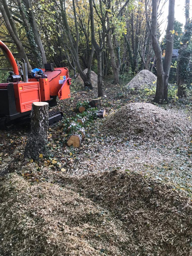 Regional Treecare's tree cutting service picture 6