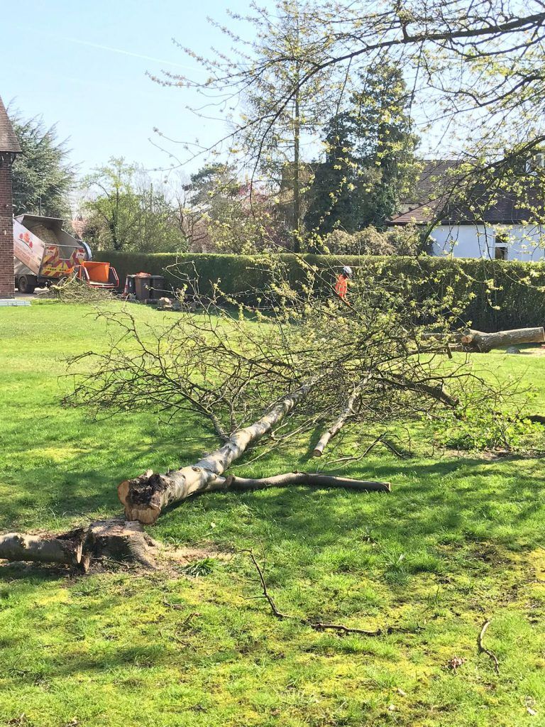 Regional Treecare's tree cutting service picture 8