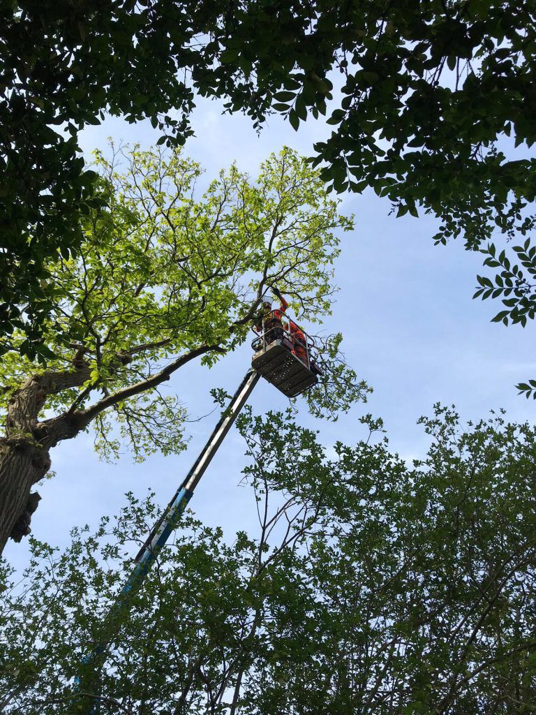 Regional Treecare's tree cutting service picture 11