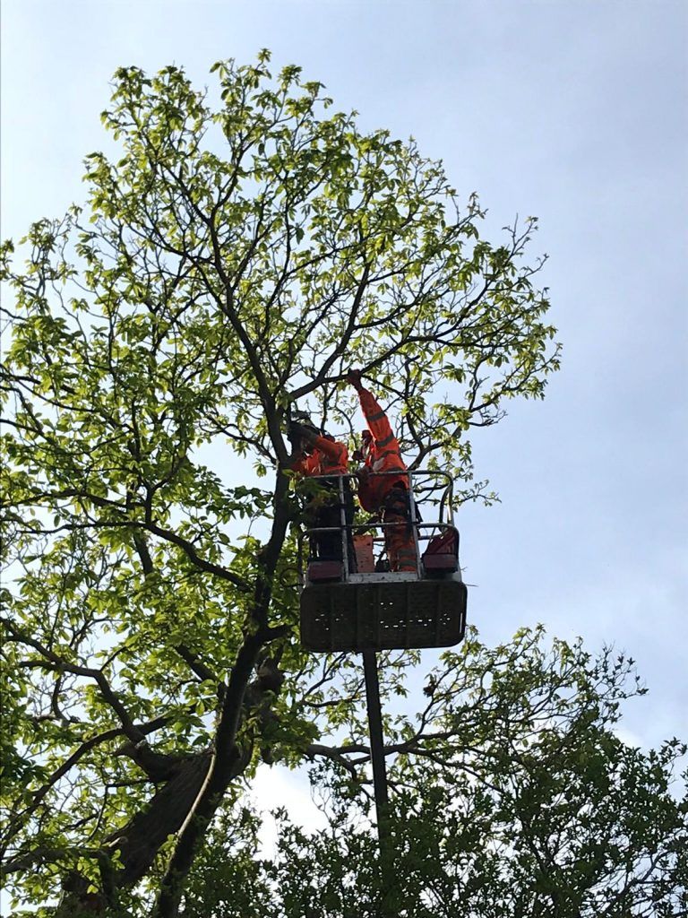 Regional Treecare's tree cutting service picture 9