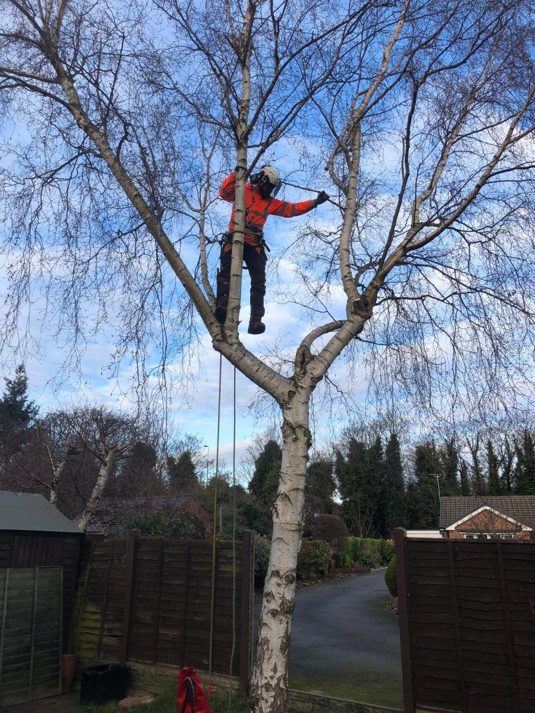 Regional Treecare's tree cutting service picture 3