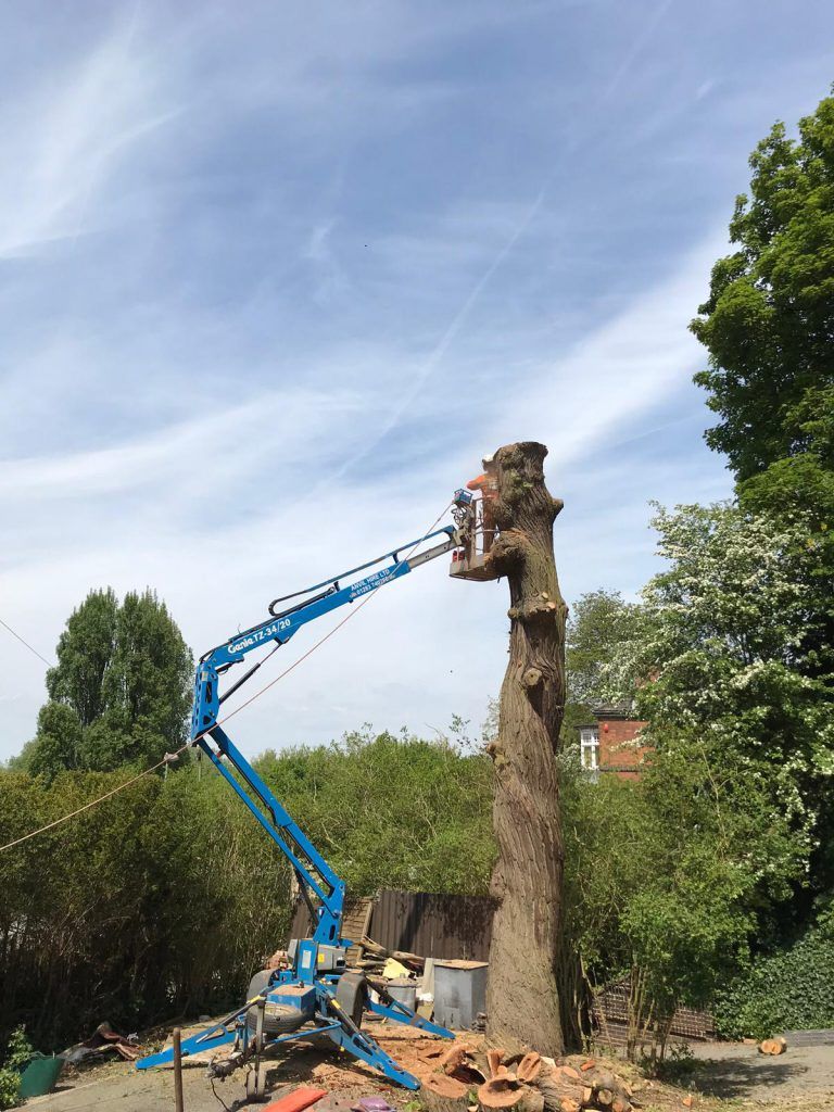 Regional Treecare's tree cutting service picture 14