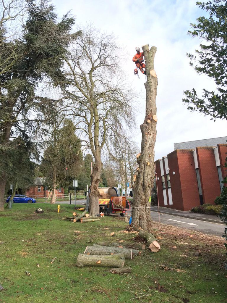 Regional Treecare's tree cutting service picture 12