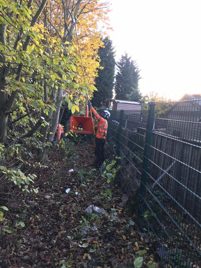 Regional Treecare's tree cutting service picture 5