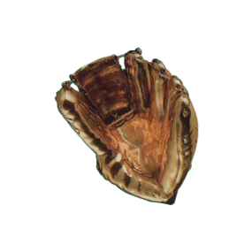 Bronzed Softball glove