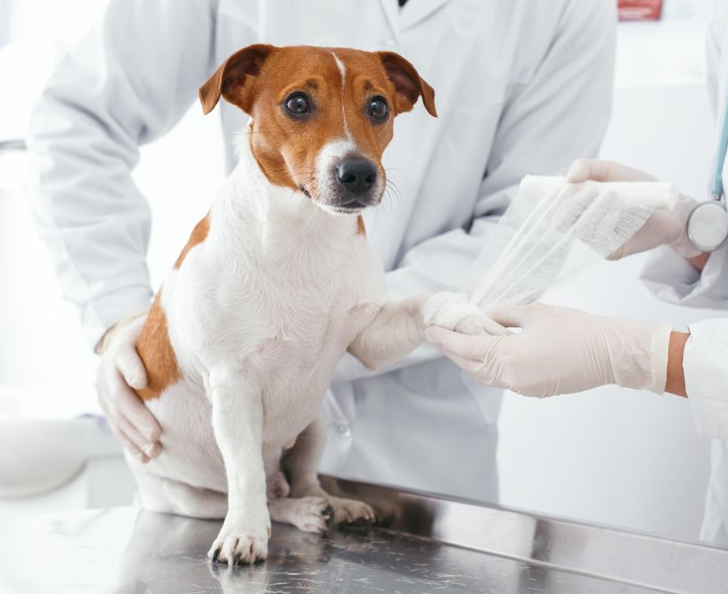 Dog Receiving Medical Attention from a Veterinarian, getting a Bandage on its Paw.