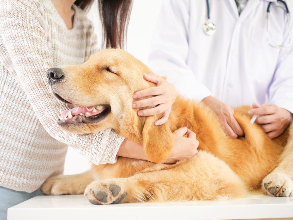 Golden Retriever Receiving a Shot from a Veterinarian — Tanilba Bay Vet in Tanilba Bay, NSW
