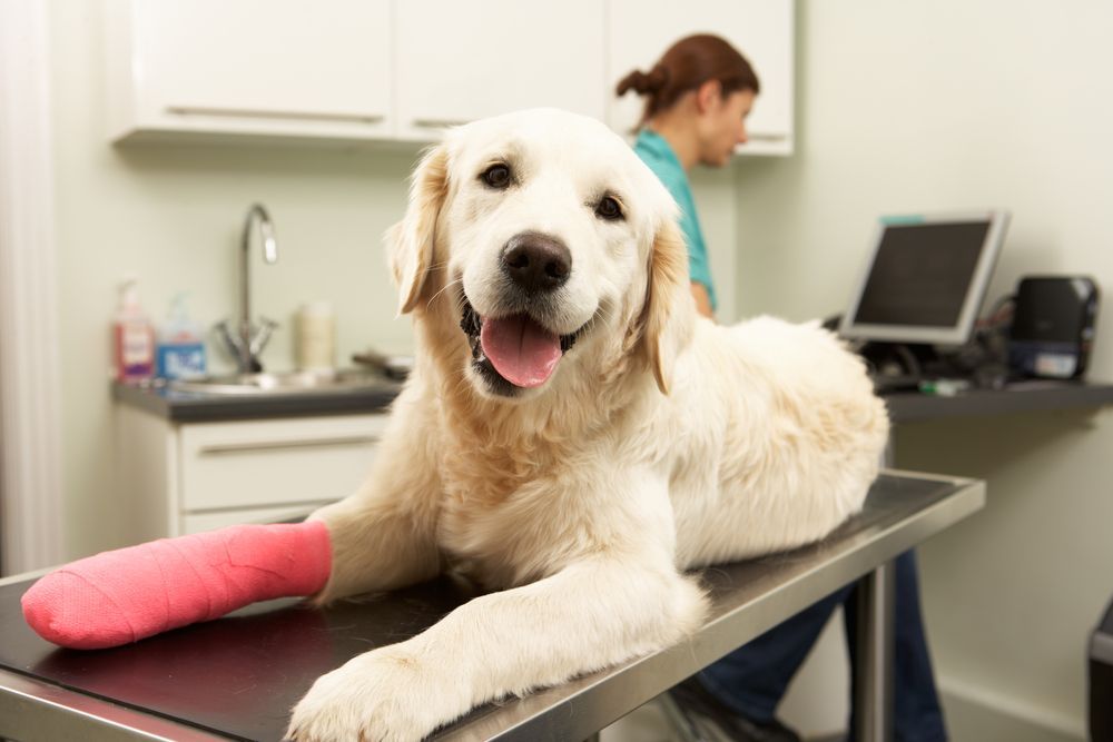 Golden Retriever with Pink Cast on Front Leg Smiles at The Camera in A Vet's Office — Tanilba Bay Vet in Medowie, NSW