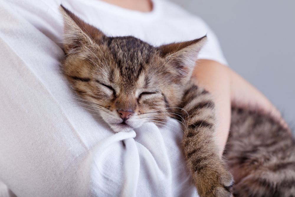 Sleeping Tabby Kitten Held in Arms, Nestled Against a White Shirt — Tanilba Bay Vet in Tanilba Bay, NSW