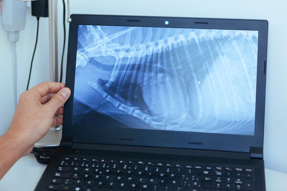 Hand Holding Open Laptop Displaying a Chest X-Ray of An Animal — Tanilba Bay Vet in Tanilba Bay, NSW