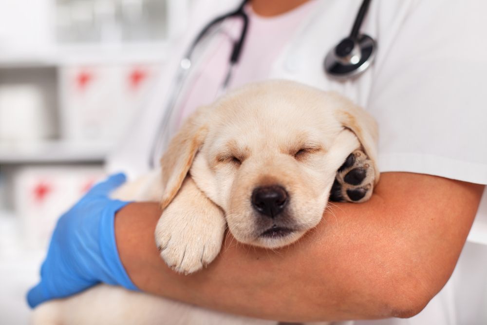 Veterinarian Holding a Sleeping Yellow Labrador Puppy — Tanilba Bay Vet in Tanilba Bay, NSW