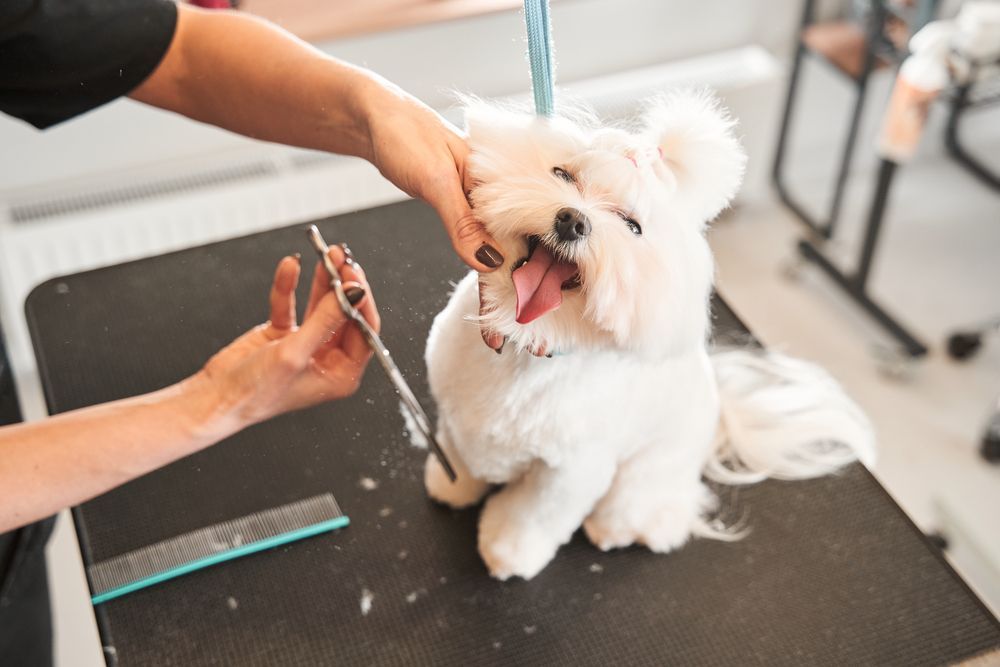 Dog Being Groomed with Scissors; White Fur, Grooming Table, Interior — Tanilba Bay Vet in Raymond Terrace, NSW