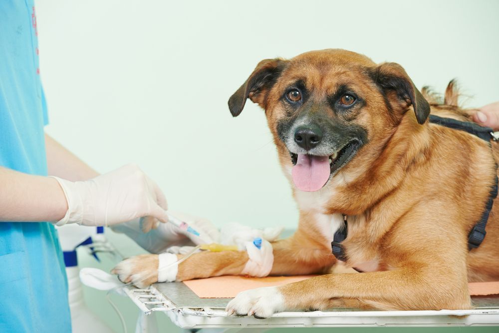 Dog at Vet's Office Receiving IV Fluids, Smiling — Tanilba Bay Vet in Tanilba Bay, NSW