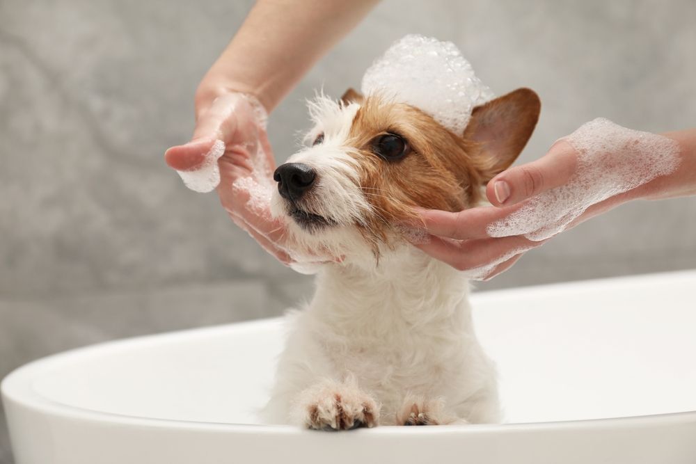 Dog Getting Bathed in A White Tub, Suds on Head, Person’s Hands Washing Face — Tanilba Bay Vet in Tanilba Bay, NSW