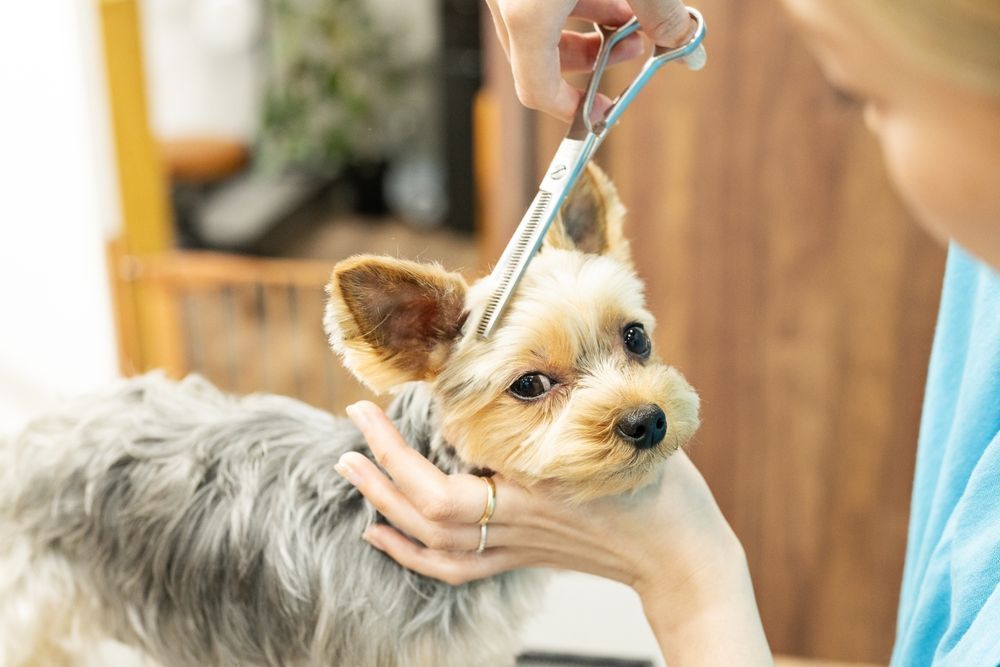 Groomer Trims a Yorkshire Terrier's Fur with Scissors — Tanilba Bay Vet in Tanilba Bay, NSW
