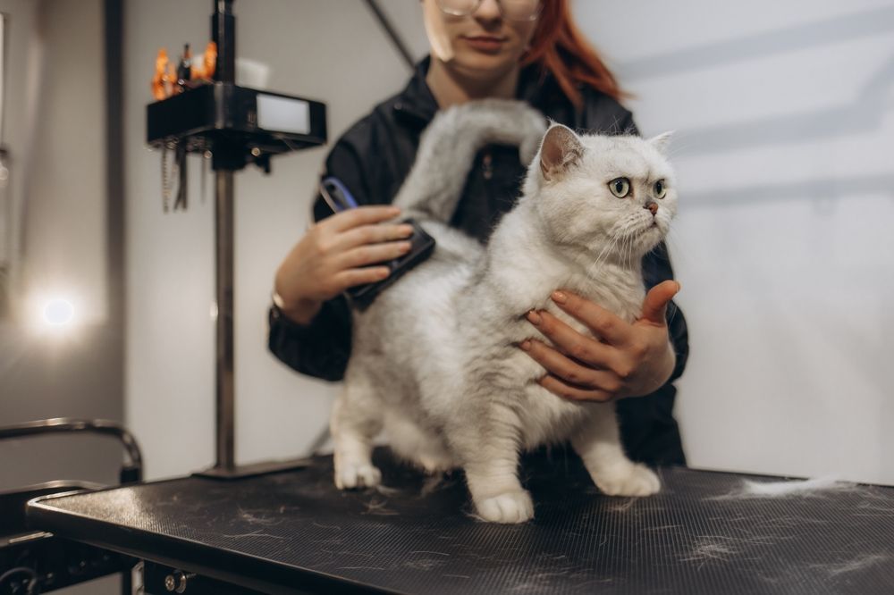 A Woman Brushes a Fluffy White Cat on A Grooming Table — Tanilba Bay Vet in Raymond Terrace, NSW