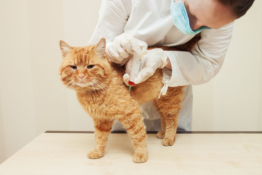 Vet Giving an Orange Cat a Shot on A Table. Person in White Coat and Mask — Tanilba Bay Vet in Medowie, NSW