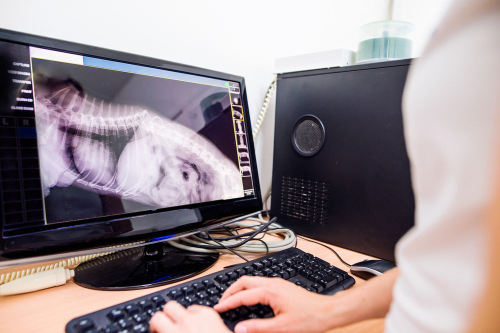 Person Analyzing an Animal X-Ray on A Computer Monitor — Tanilba Bay Vet in Tanilba Bay, NSW