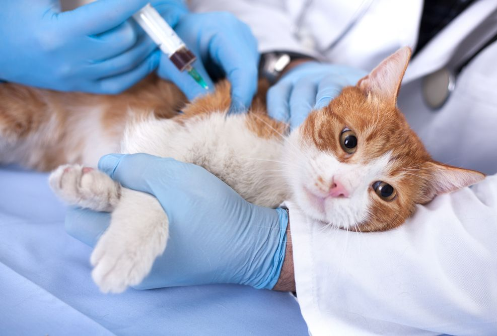 Veterinarian Giving a Ginger and White Cat a Shot in A Clinic — Tanilba Bay Vet in Tanilba Bay, NSW