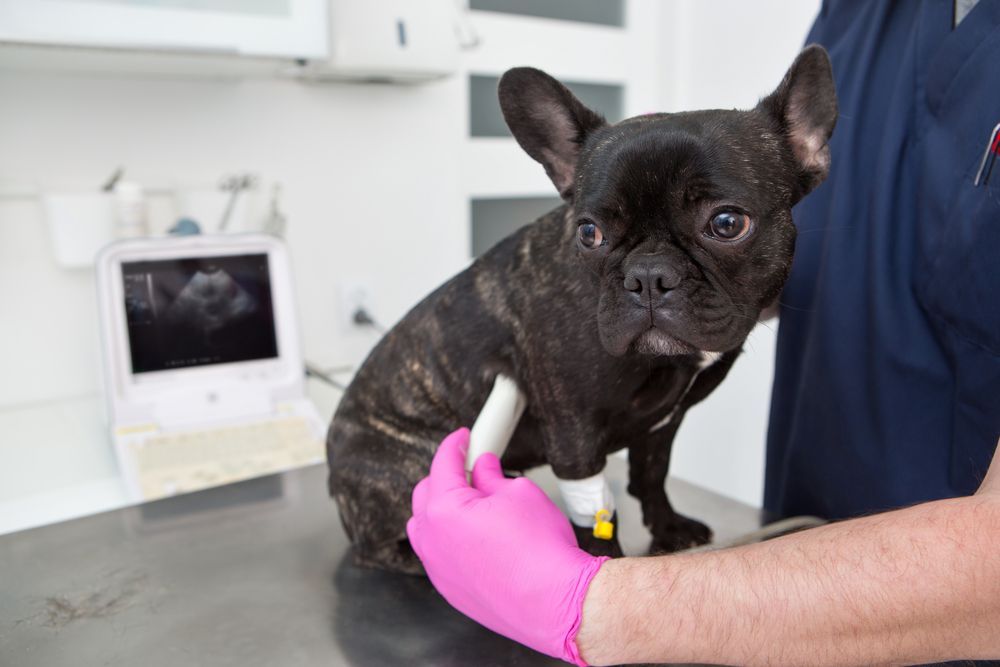 Black French Bulldog Undergoing Ultrasound Scan at A Vet's Office — Tanilba Bay Vet in Medowie, NSW