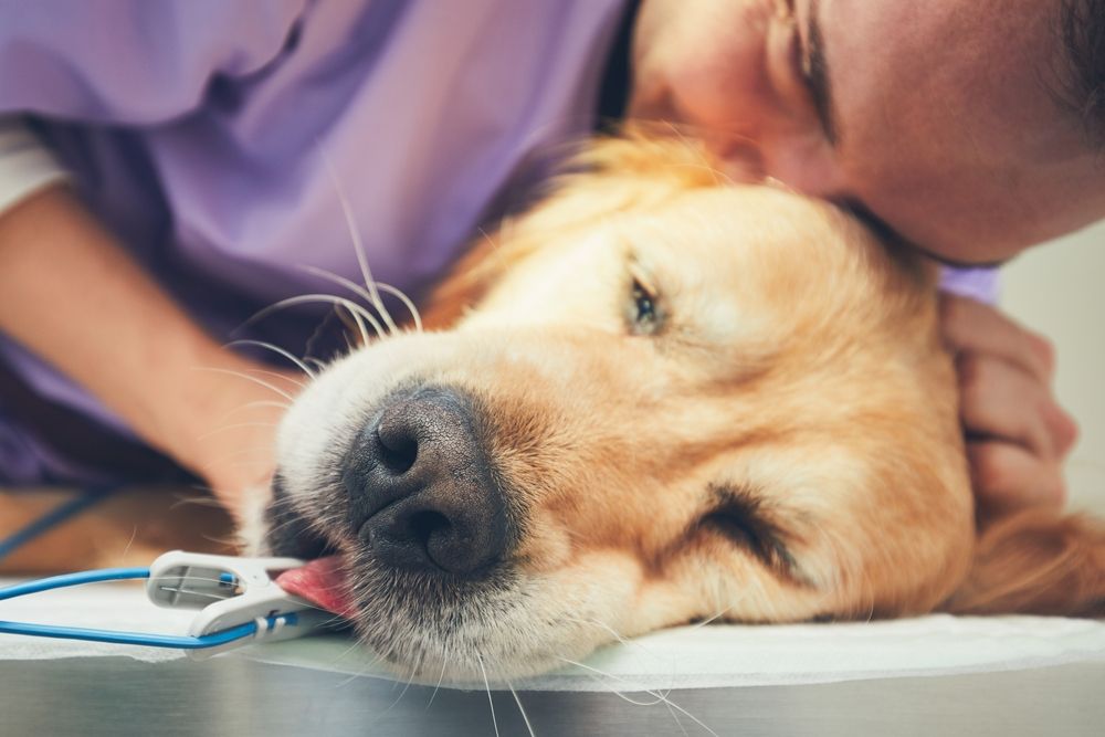 Vet Kissing Golden Retriever, Who Has an Oximeter on Its Tongue, on A Table — Tanilba Bay Vet in Raymond Terrace, NSW