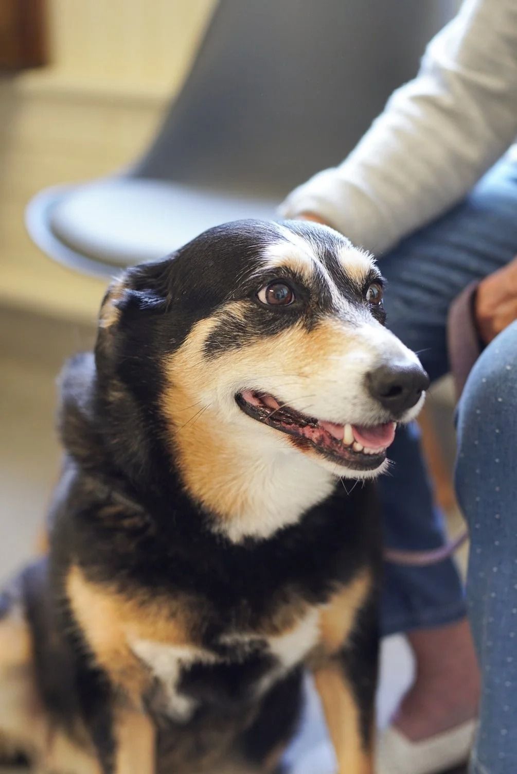 Black and Tan Dog Sits, Smiling — Tanilba Bay Vet in Tanilba Bay, NSW
