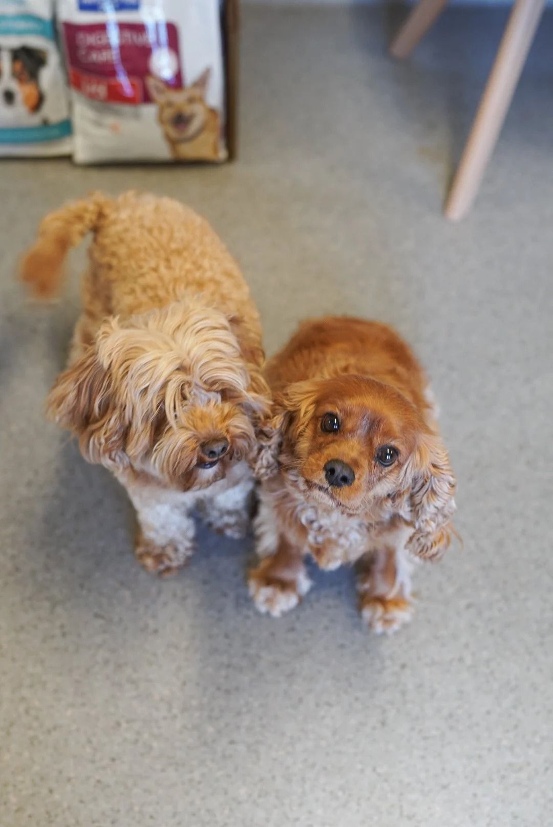 Two Small, Fluffy Dogs on A Light-Colored Floor — Tanilba Bay Vet in Tanilba Bay, NSW