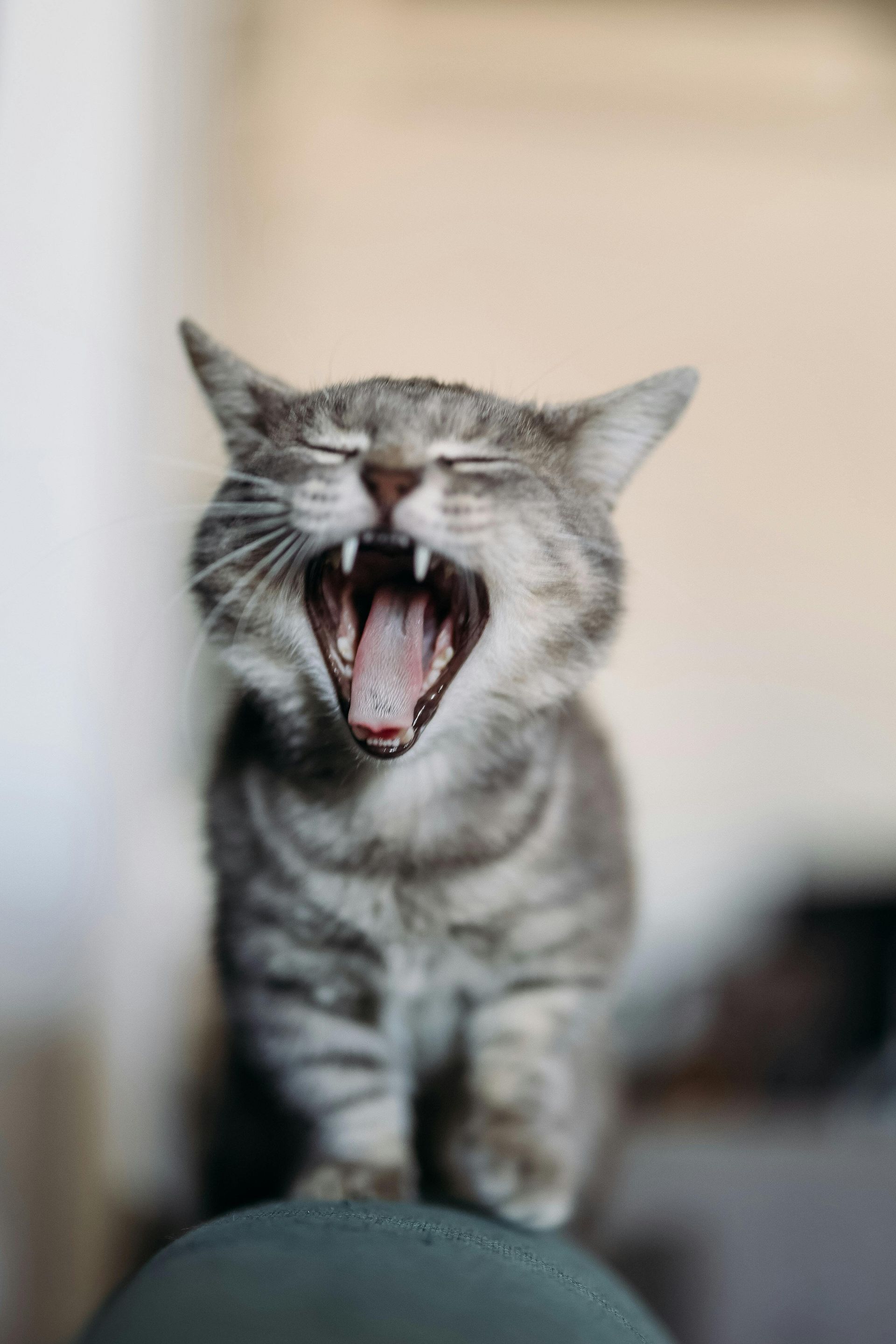 Gray tabby cat yawning widely indoors, showing teeth — Tanilba Bay Vet in Tanilba Bay, NSW