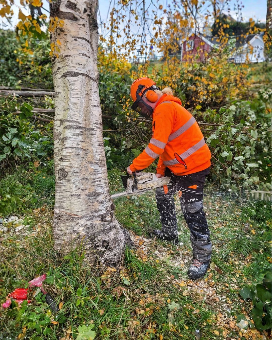 Ansatt fra Vågen & Hansen som feller ned et tre
