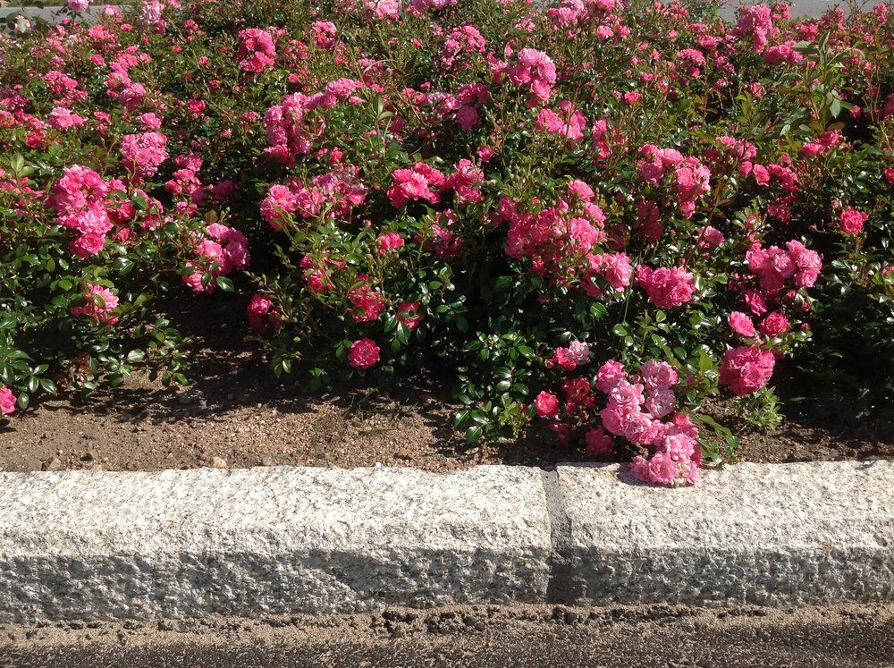 Blomsterbed - anleggsgartner - Vågen & Hansen