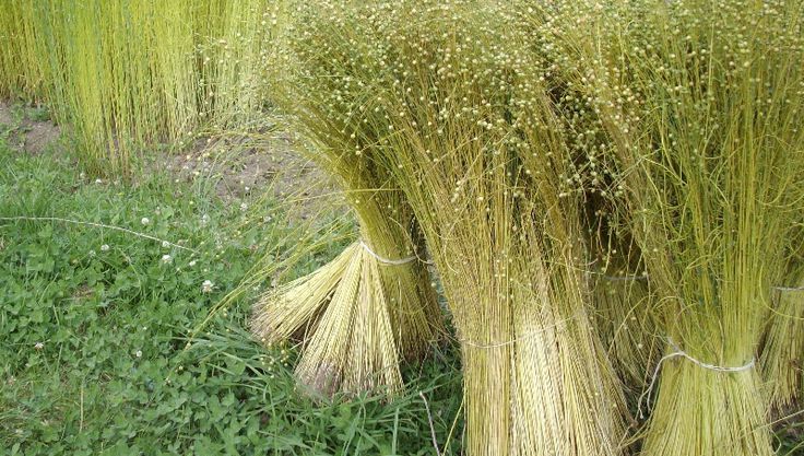 A bunch of hay is sitting in the grass in a field.