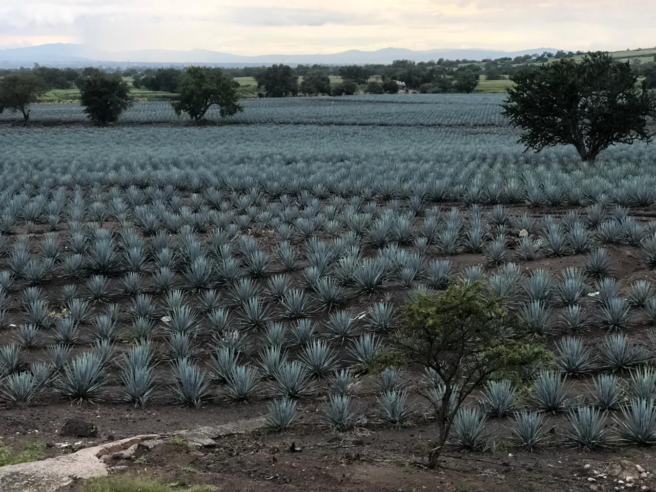A field of agave plants with trees in the background