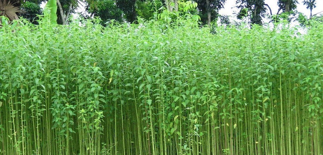 A field of tall green plants with trees in the background.