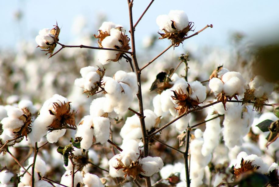 A field of cotton plants growing in the sun