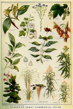 A poster of plants of great commercial value with many different types of plants