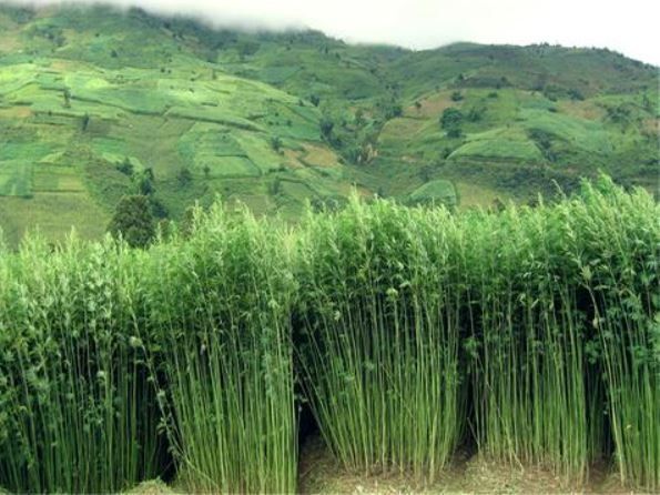 A field of tall green plants with mountains in the background.