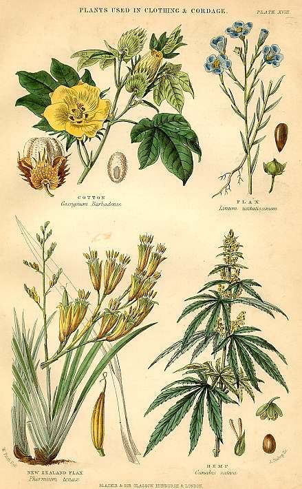 A botanical illustration of various plants and flowers