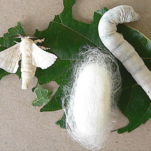 Two white moths and a white caterpillar on a green leaf