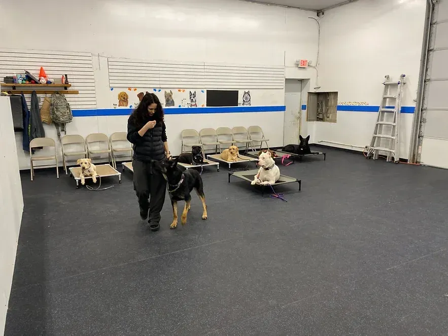 A woman is walking two dogs in a large room.
