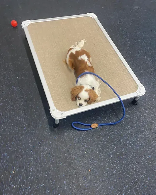 A brown and white dog is laying on a bed with a blue leash.