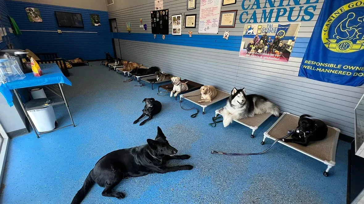 A bunch of dogs are laying on the floor in a room.