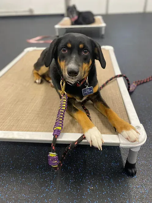 A black and brown dog is laying on a dog bed.