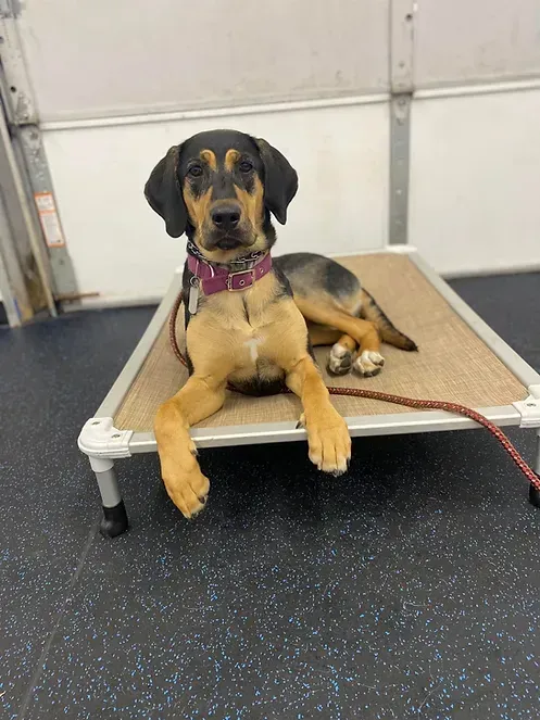 A brown and black dog is laying on a dog bed.
