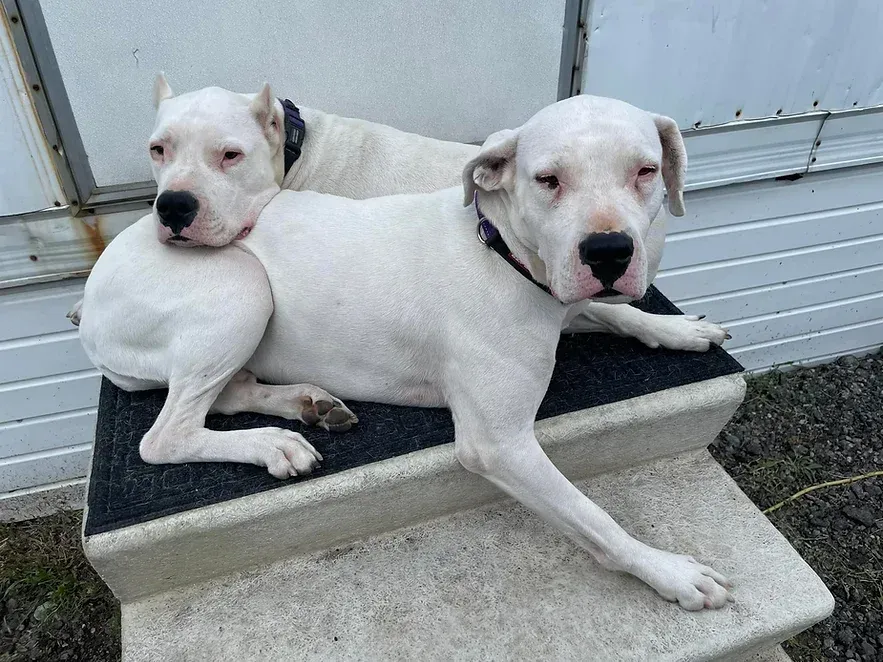 Two white dogs are laying on top of a concrete staircase.