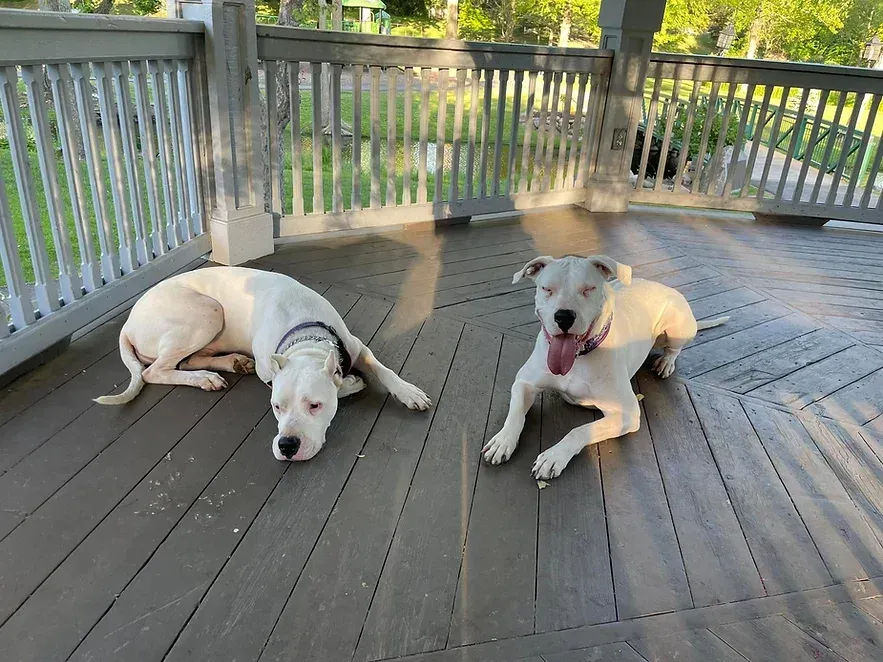 Two white dogs are laying on a wooden deck.