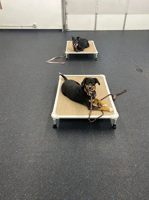 Two dogs are laying on a dog bed in a room.