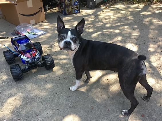 A black and white dog is standing next to a toy truck.
